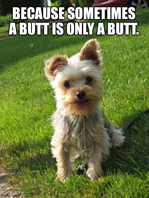 Yorkshire terrier | BECAUSE SOMETIMES A BUTT IS ONLY A BUTT. | image tagged in yorkshire terrier | made w/ Imgflip meme maker