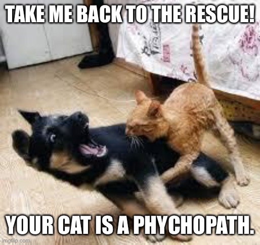Cat Dog Fight | TAKE ME BACK TO THE RESCUE! YOUR CAT IS A PHYCHOPATH. | image tagged in cat dog fight | made w/ Imgflip meme maker