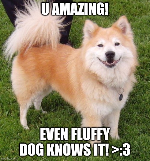 A good boi \ gorl | U AMAZING! EVEN FLUFFY DOG KNOWS IT! >:3 | image tagged in a good boi gorl | made w/ Imgflip meme maker