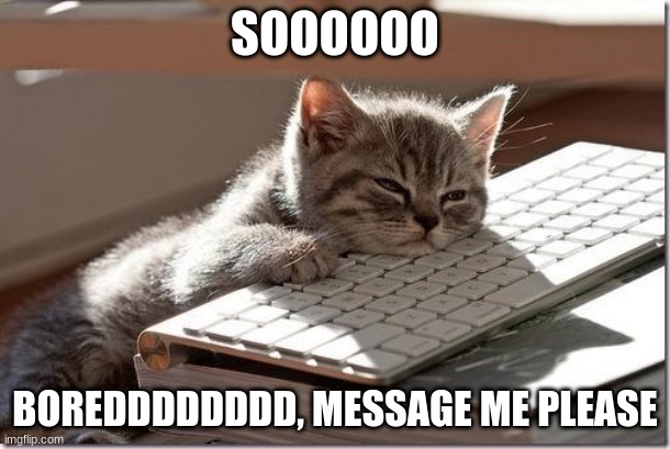 Please | SOOOOOO; BOREDDDDDDDD, MESSAGE ME PLEASE | image tagged in bored keyboard cat | made w/ Imgflip meme maker