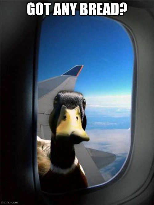 Do you? | GOT ANY BREAD? | image tagged in airplane duck | made w/ Imgflip meme maker