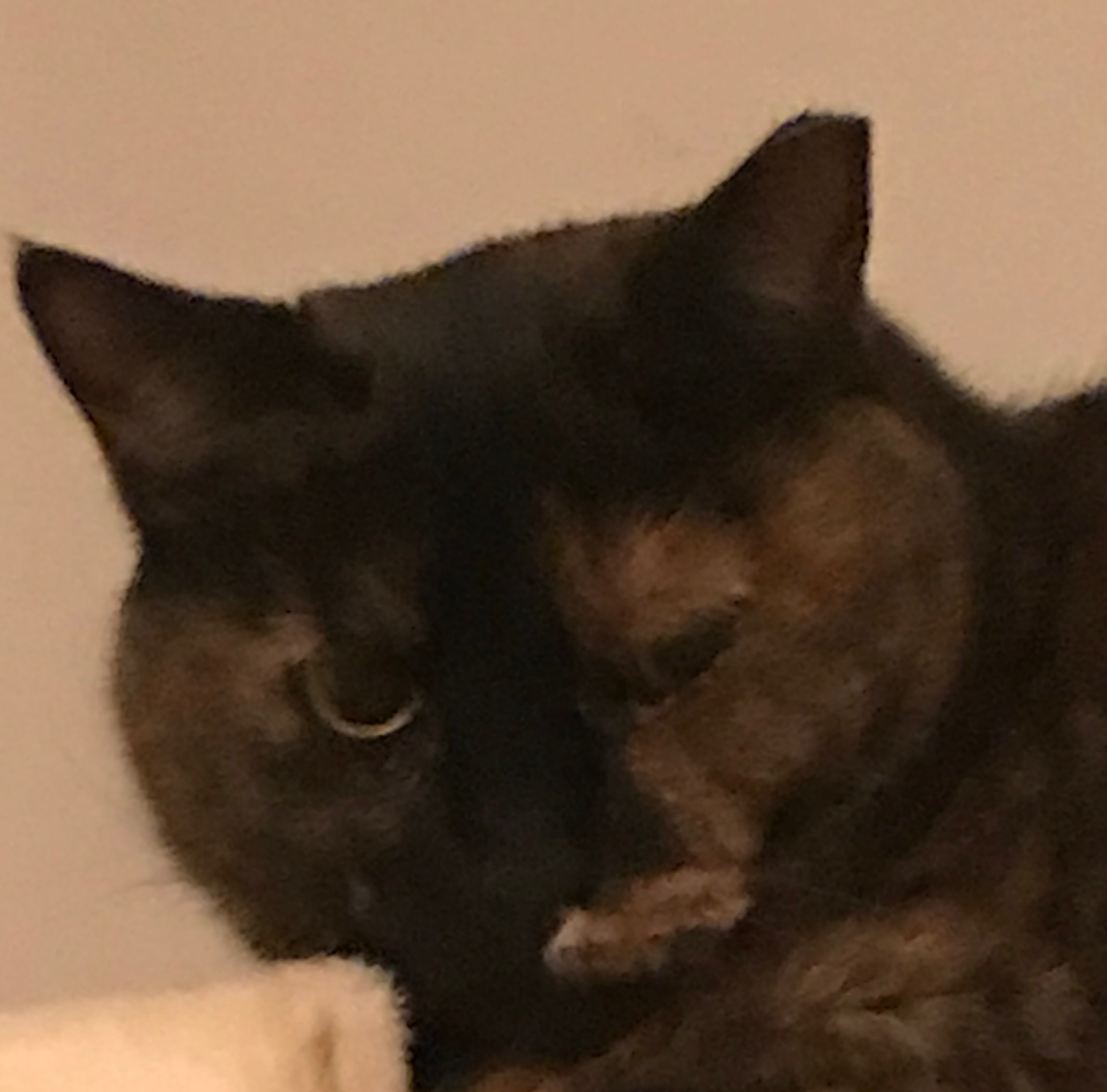 Sceptical Cat Blank Meme Template