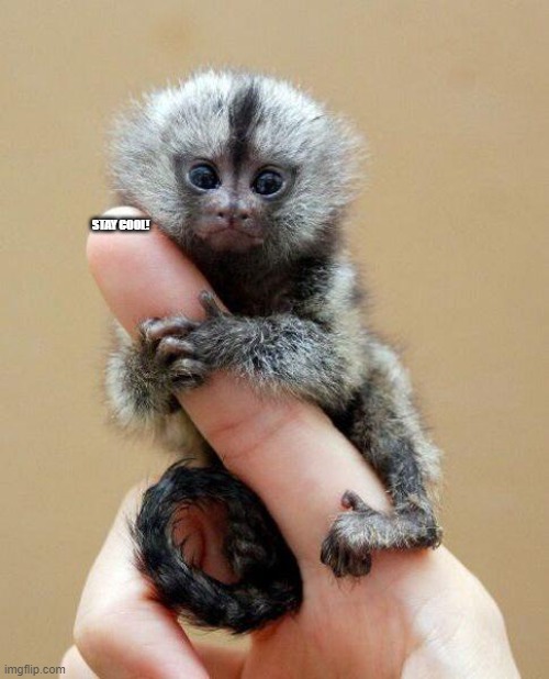Tiny Monkey | STAY COOL! | image tagged in tiny monkey | made w/ Imgflip meme maker
