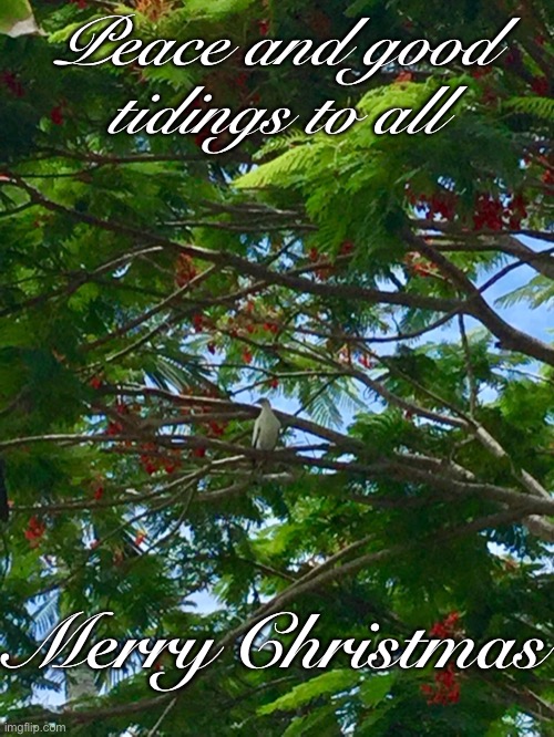 Tropical Christmas | Peace and good tidings to all; Merry Christmas | image tagged in merry christmas | made w/ Imgflip meme maker