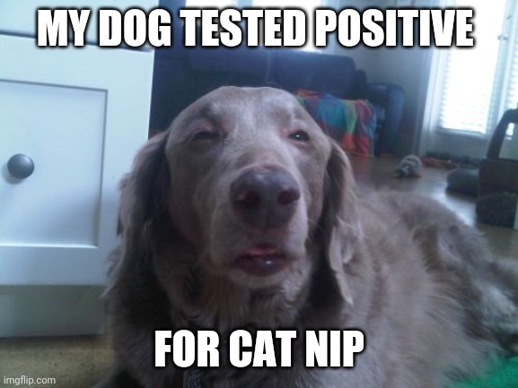 High Dog Meme | MY DOG TESTED POSITIVE; FOR CAT NIP | image tagged in memes,high dog | made w/ Imgflip meme maker
