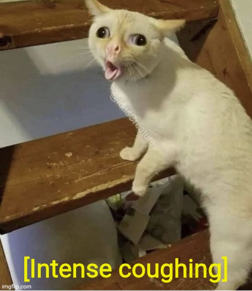 Cat Cough | [Intense coughing] | image tagged in cat cough | made w/ Imgflip meme maker