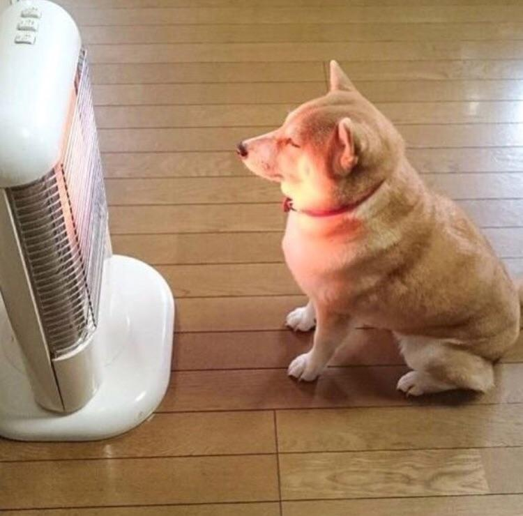 High Quality Dog enjoying the warm heater Blank Meme Template