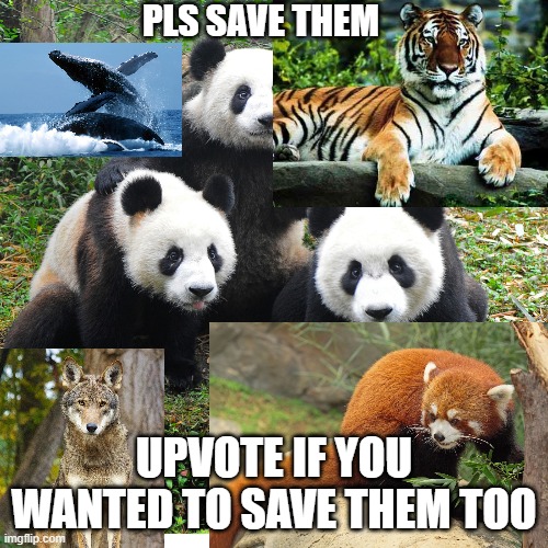 SAVE THEM | PLS SAVE THEM; UPVOTE IF YOU WANTED TO SAVE THEM TOO | image tagged in save,animals,upvotes | made w/ Imgflip meme maker