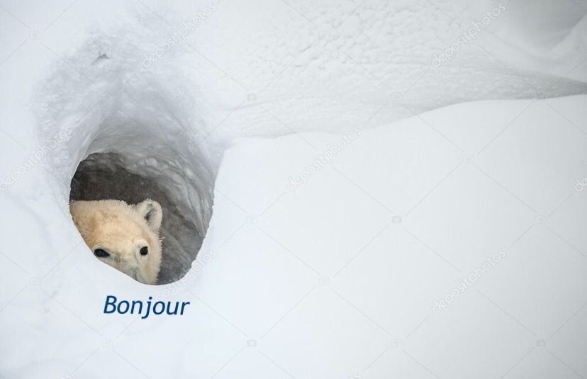 Bonjour Blank Meme Template