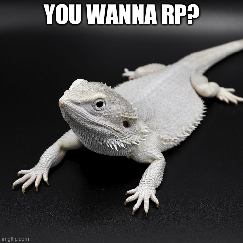 You wanna rp? | YOU WANNA RP? | image tagged in bearded dragon | made w/ Imgflip meme maker