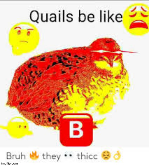 quail 2 | image tagged in dat boi,whoa this vr is so realistic,birb,birds | made w/ Imgflip meme maker
