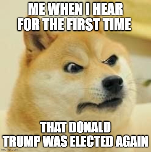 angry doge | ME WHEN I HEAR FOR THE FIRST TIME; THAT DONALD TRUMP WAS ELECTED AGAIN | image tagged in angry doge,donald trump | made w/ Imgflip meme maker
