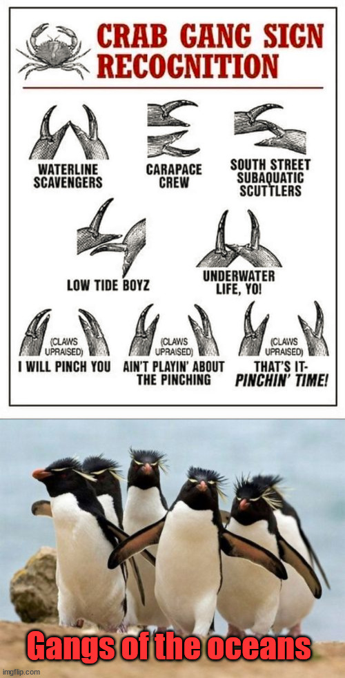 Hope they keep it to the water. | Gangs of the oceans | image tagged in memes,penguin gang | made w/ Imgflip meme maker