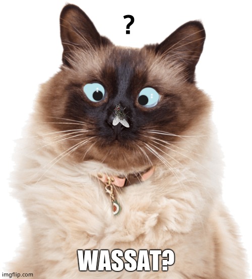 Wassat ? | ? WASSAT? | image tagged in cat,fly,cross eyes | made w/ Imgflip meme maker