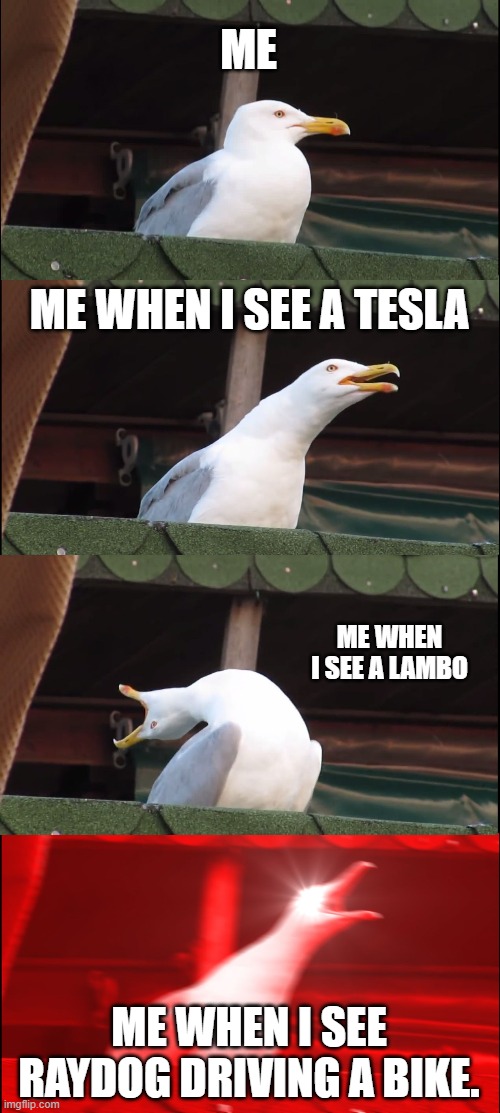 Inhaling Seagull | ME; ME WHEN I SEE A TESLA; ME WHEN I SEE A LAMBO; ME WHEN I SEE RAYDOG DRIVING A BIKE. | image tagged in memes,inhaling seagull | made w/ Imgflip meme maker
