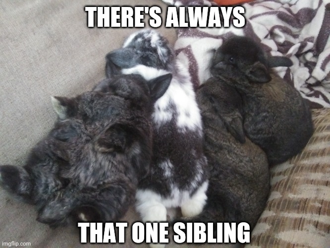 THE "ODD" ONE | THERE'S ALWAYS; THAT ONE SIBLING | image tagged in bunnies,baby,bunny,rabbit | made w/ Imgflip meme maker