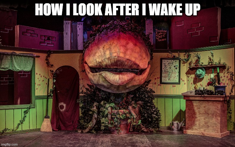 Audrey II | HOW I LOOK AFTER I WAKE UP | image tagged in audrey ii | made w/ Imgflip meme maker