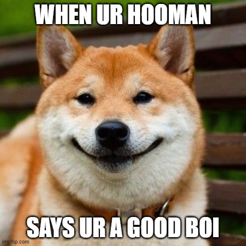 when your hooman comes home with chimken nuggers and bepis | WHEN UR HOOMAN; SAYS UR A GOOD BOI | image tagged in when your hooman comes home with chimken nuggers and bepis | made w/ Imgflip meme maker
