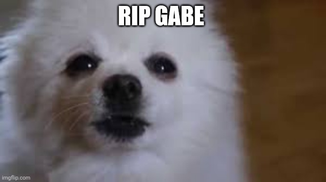 Gabe the dog | RIP GABE | image tagged in gabe the dog | made w/ Imgflip meme maker