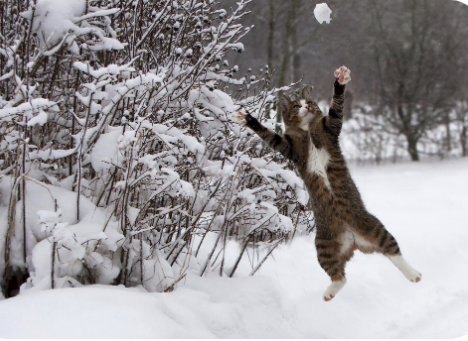 Cat crazy in snow Blank Meme Template