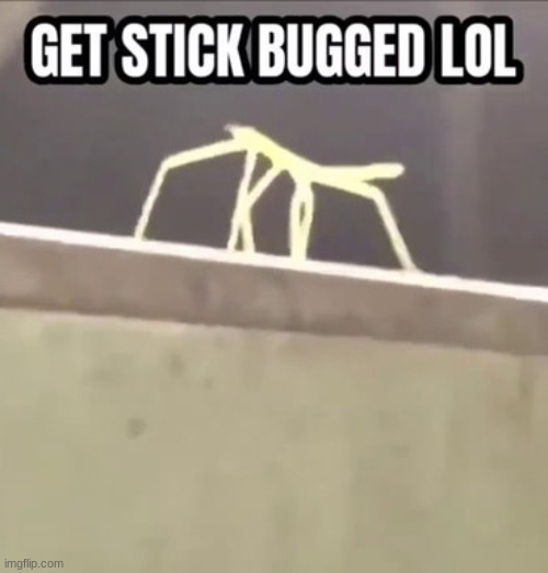 get stick bugged lol | image tagged in stick bugged | made w/ Imgflip meme maker