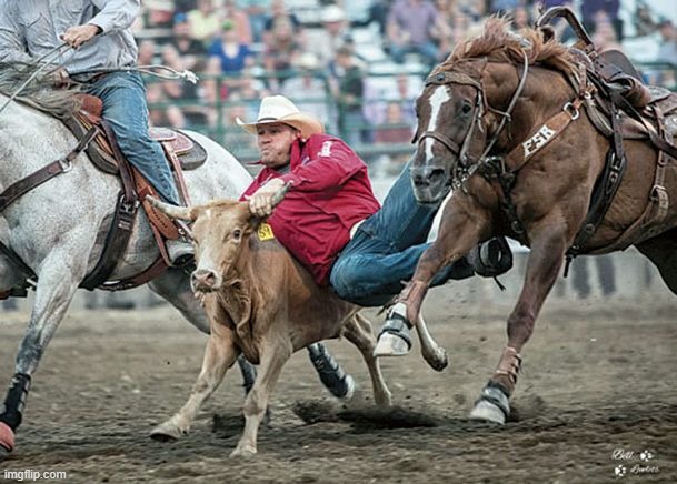 STEER WRESTLING BITCHES | made w/ Imgflip meme maker
