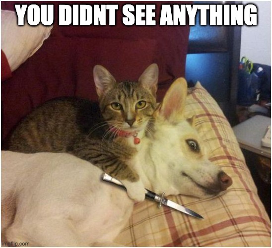 nothing at all | YOU DIDNT SEE ANYTHING | image tagged in cats,memes | made w/ Imgflip meme maker