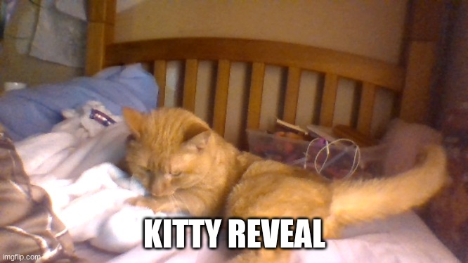UwU | KITTY REVEAL | made w/ Imgflip meme maker