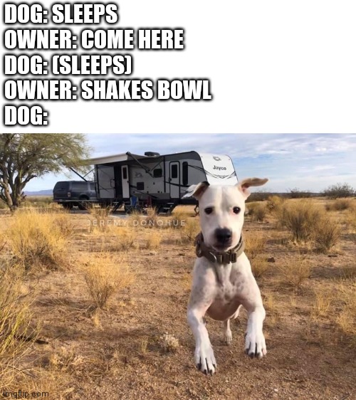 Dog | DOG: SLEEPS
OWNER: COME HERE
DOG: (SLEEPS)
OWNER: SHAKES BOWL
DOG: | image tagged in funny | made w/ Imgflip meme maker