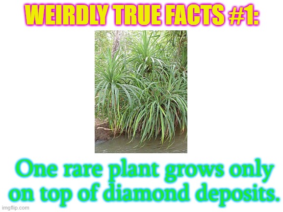 Weirdly True Facts #1: Rare but Valuable Plant | WEIRDLY TRUE FACTS #1:; One rare plant grows only on top of diamond deposits. | image tagged in blank white template | made w/ Imgflip meme maker