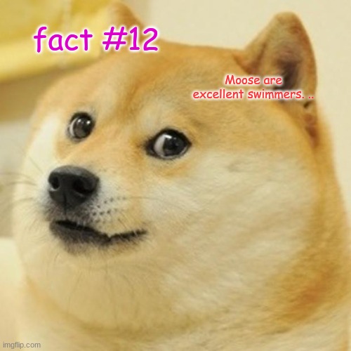 fact #12 | fact #12; Moose are excellent swimmers. .. | image tagged in memes,doge | made w/ Imgflip meme maker