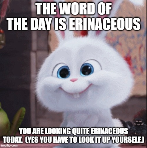 Erinacious | THE WORD OF THE DAY IS ERINACEOUS; YOU ARE LOOKING QUITE ERINACEOUS TODAY.  (YES YOU HAVE TO LOOK IT UP YOURSELF.) | image tagged in psycho bunny | made w/ Imgflip meme maker