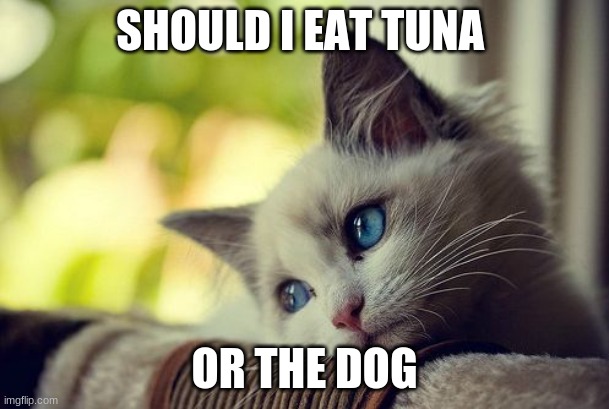First World Problems Cat | SHOULD I EAT TUNA; OR THE DOG | image tagged in memes,first world problems cat | made w/ Imgflip meme maker