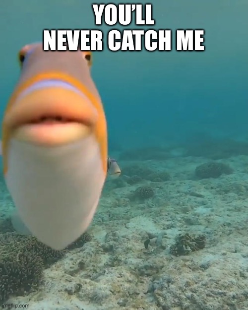 staring fish | YOU’LL NEVER CATCH ME | image tagged in staring fish | made w/ Imgflip meme maker