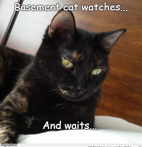 Basement cat watches | Basement cat watches... And waits.... | image tagged in cats | made w/ Imgflip meme maker