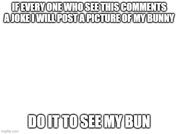 Blank White Template | IF EVERY ONE WHO SEE THIS COMMENTS A JOKE I WILL POST A PICTURE OF MY BUNNY; DO IT TO SEE MY BUN | image tagged in blank white template | made w/ Imgflip meme maker