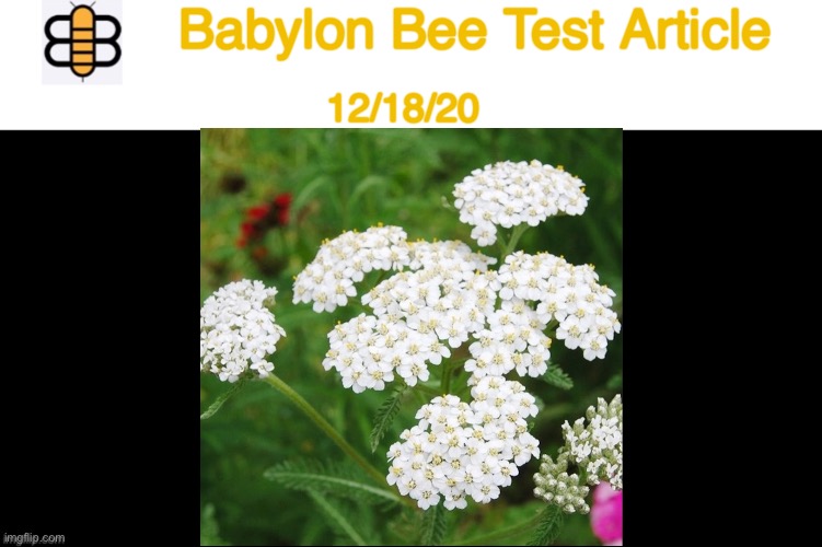 Babylon bee test article |  Babylon Bee Test Article; 12/18/20 | image tagged in test,babylon bee,satire,well see where this goes,if anywhere | made w/ Imgflip meme maker