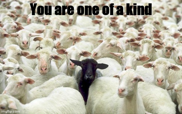 Well.....? | You are one of a kind | image tagged in black sheep | made w/ Imgflip meme maker