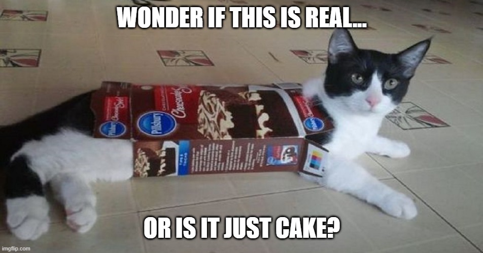 Get Me a Knife, Let's Find Out | WONDER IF THIS IS REAL... OR IS IT JUST CAKE? | image tagged in funny cat | made w/ Imgflip meme maker