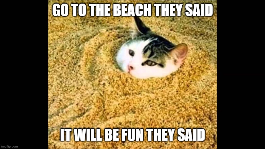 Burried | GO TO THE BEACH THEY SAID; IT WILL BE FUN THEY SAID | image tagged in funny cat | made w/ Imgflip meme maker