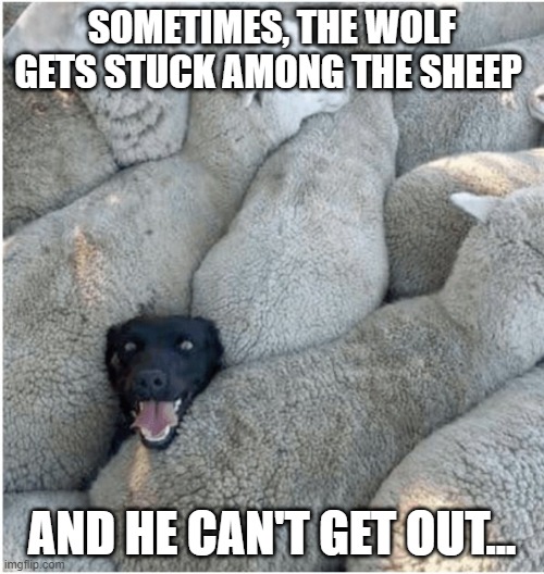 A Wolf in Sheep | SOMETIMES, THE WOLF GETS STUCK AMONG THE SHEEP; AND HE CAN'T GET OUT... | image tagged in funny dog | made w/ Imgflip meme maker