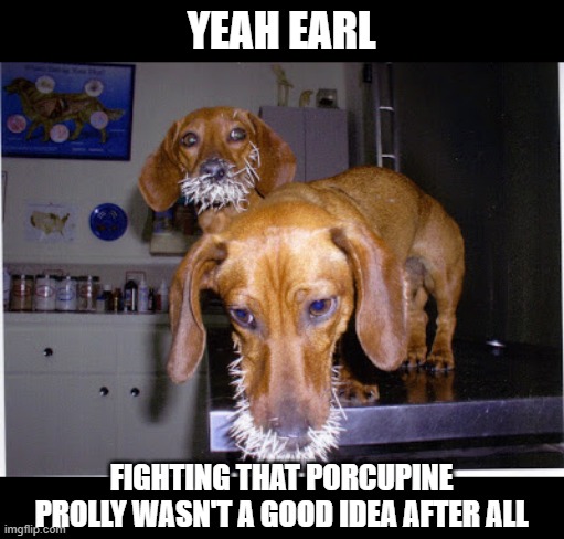 Quills | YEAH EARL; FIGHTING THAT PORCUPINE PROLLY WASN'T A GOOD IDEA AFTER ALL | image tagged in funny dog | made w/ Imgflip meme maker