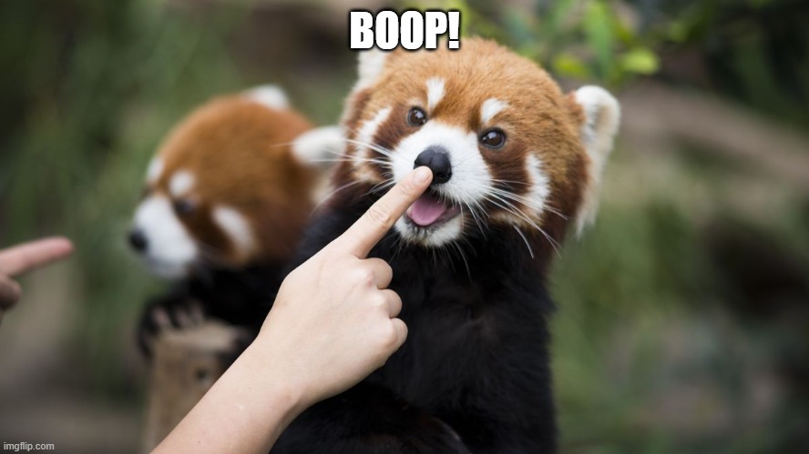 boop | BOOP! | image tagged in boop | made w/ Imgflip meme maker