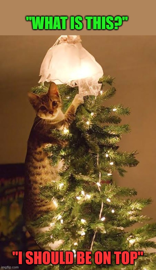 THE CAT IS TAKING OVER THE TREE | "WHAT IS THIS?"; "I SHOULD BE ON TOP" | image tagged in cats,funny cats,christmas tree,christmas memes | made w/ Imgflip meme maker