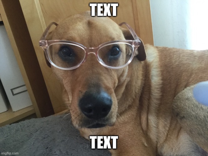 Smarty Dog | TEXT; TEXT | image tagged in smarty dog,template | made w/ Imgflip meme maker