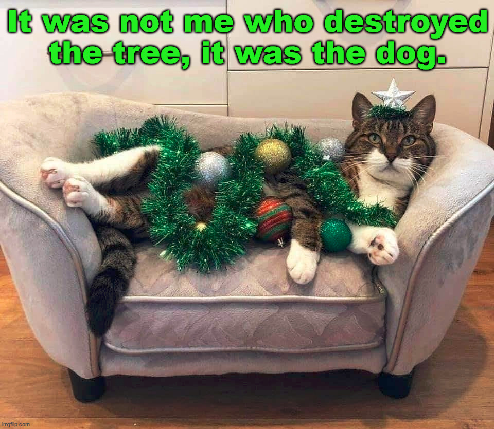 It was not me who destroyed the tree, it was the dog. | image tagged in cats | made w/ Imgflip meme maker