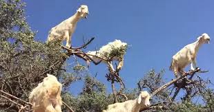 High Quality Why Goats climb trees Blank Meme Template