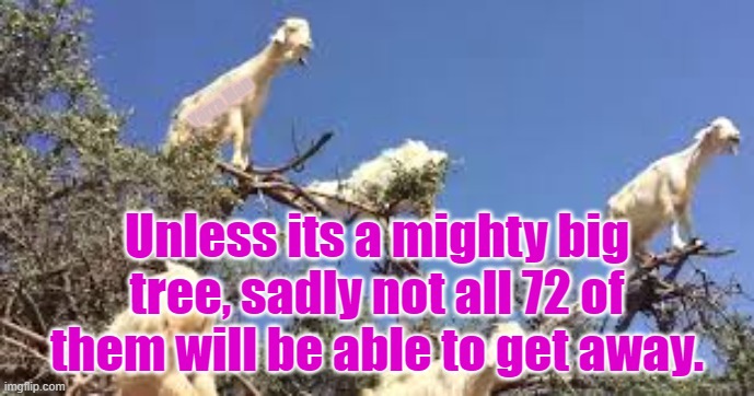 Why Tree Goats | Yarra Man; Unless its a mighty big tree, sadly not all 72 of them will be able to get away. | image tagged in why goats climb trees | made w/ Imgflip meme maker