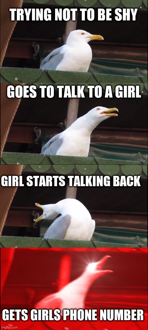 ! | TRYING NOT TO BE SHY; GOES TO TALK TO A GIRL; GIRL STARTS TALKING BACK; GETS GIRLS PHONE NUMBER | image tagged in memes,inhaling seagull,funny,funny memes,fun | made w/ Imgflip meme maker