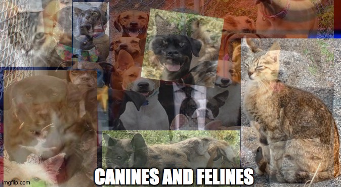 Felines and canines | CANINES AND FELINES | image tagged in felines,cats,harmony,balance,pets,dogs | made w/ Imgflip meme maker
